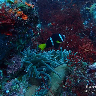 クマノミの写真