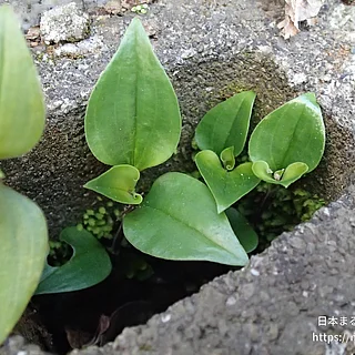 ノハカタカラクサの写真