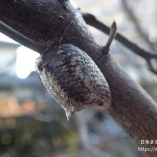 ハラビロカマキリの写真