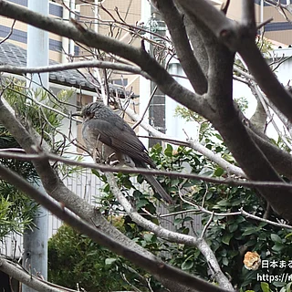 ヒヨドリの写真