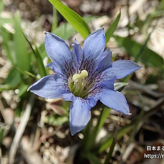 フデリンドウの写真