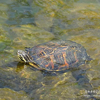 キバラガメの写真