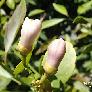 レモン（花）の写真
