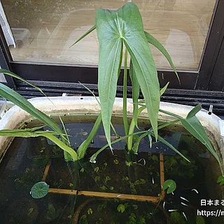 クワイの写真