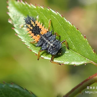 ナミテントウの写真