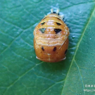 ナミテントウの写真