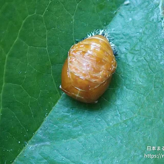 ナミテントウの写真