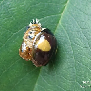 ナミテントウの写真