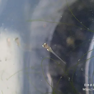 条鰭綱の写真