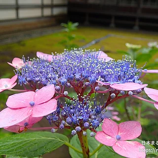アジサイ（花）の写真