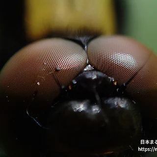 オオシオカラトンボ（成体）の写真