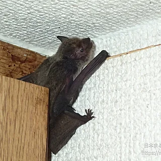 アブラコウモリの写真