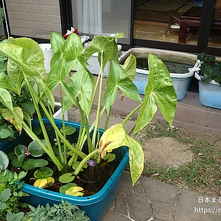 クワイの写真
