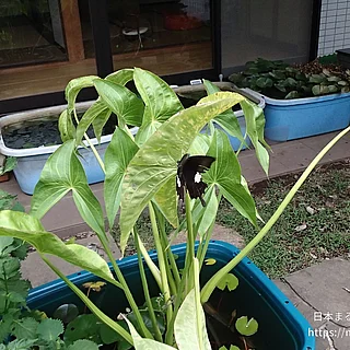 モンキアゲハの写真