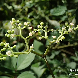 ヤブカラシ（花）の写真