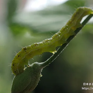 ワタヘリクロノメイガの写真