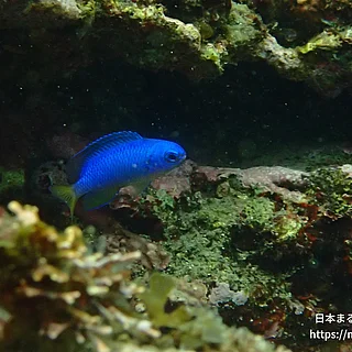 ソラスズメダイの写真