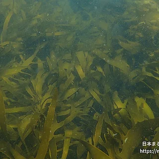 不等毛植物門の写真