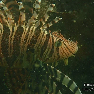 ミノカサゴの写真