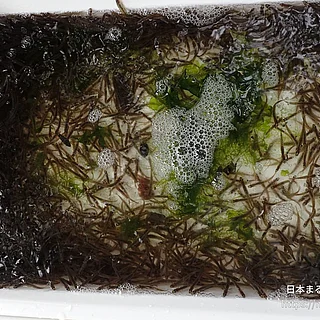 ニクハゼの写真