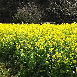 セイヨウアブラナ（花）の写真
