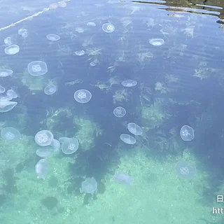 ミズクラゲの写真