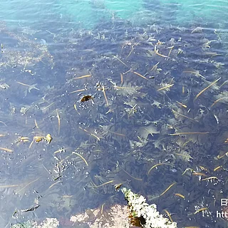 ワカメの写真