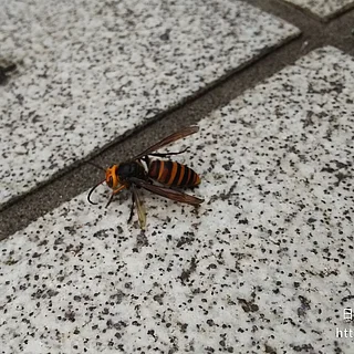 コガタスズメバチの写真