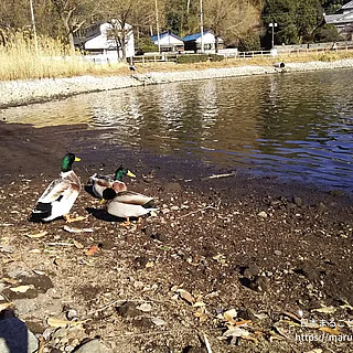 マガモ（成体）の写真