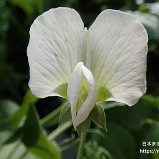 スナップエンドウ（花）の写真