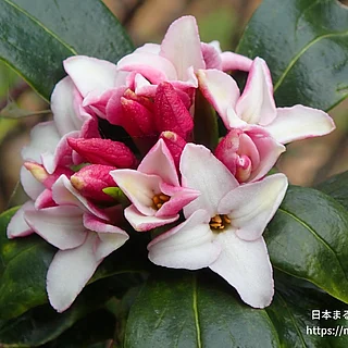 ジンチョウゲ（花）の写真