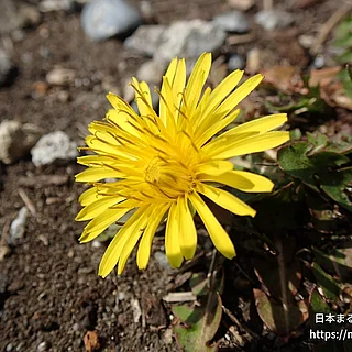 セイヨウタンポポ（花）の写真