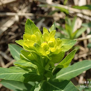 ノウルシ（花）の写真