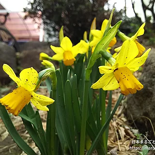 テータテート（花）の写真