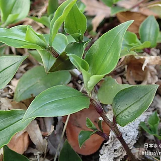 ノハカタカラクサの写真