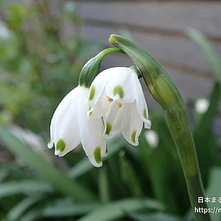 スノーフレーク（花）の写真
