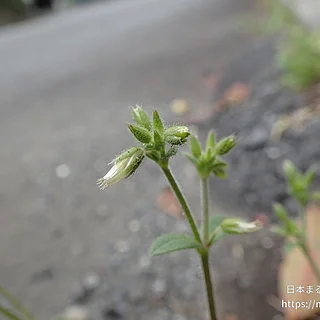 オランダミミナグサの写真