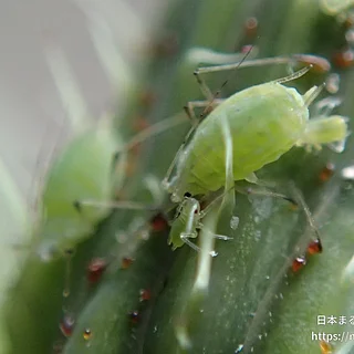 ノゲシフクレアブラムシの写真