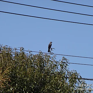 ヒヨドリの写真