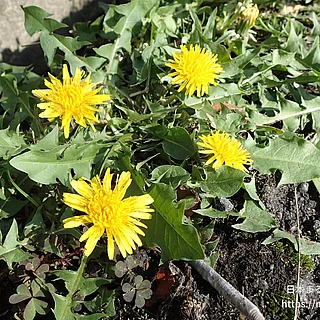 セイヨウタンポポ（花）の写真