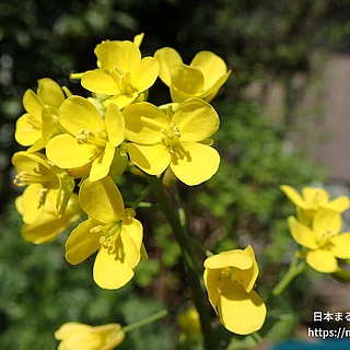 コマツナ（花）の写真