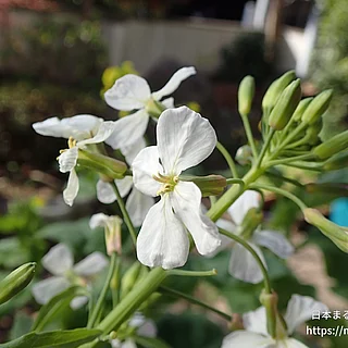 ダイコン（花）の写真