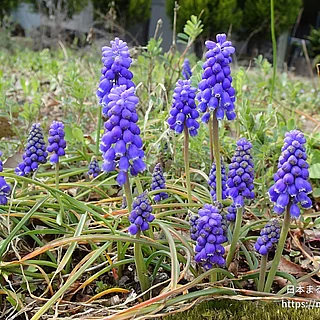 ムスカリ属（花）の写真