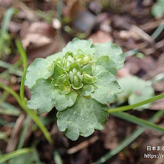 ヤマネコノメソウ（花）の写真