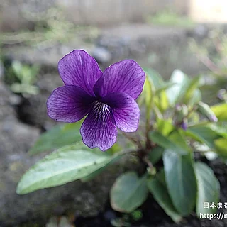 スミレ（花）の写真