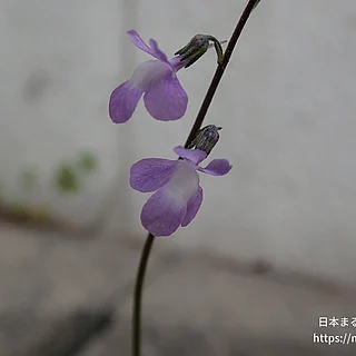 マツバウンランの写真
