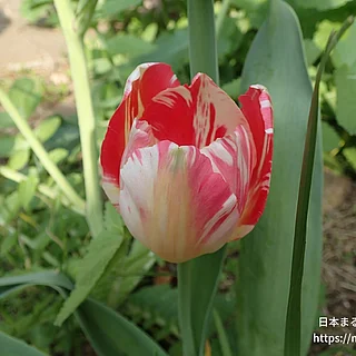 チューリップ（花）の写真