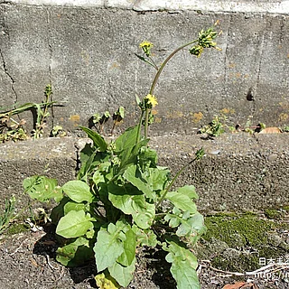 オニタビラコの写真