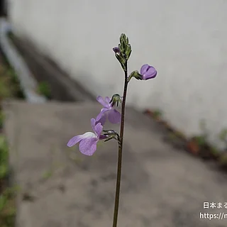 マツバウンランの写真