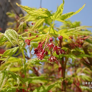 イロハモミジ（花）の写真
